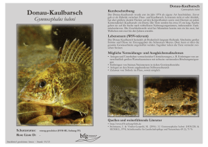 Donau-Kaulbarsch - Gymnocephalus baloni