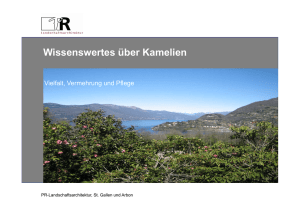 Wissenswertes über Kamelien