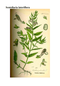 Scutellaria lateriflora