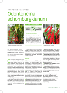 Odontonema schomburgkianum - Arbeitsgruppe Neue Zierpflanzen