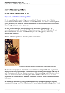 Haworthia margaritifera - 01-23-2016 - wählt hörske