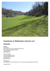 Krautsäume an Waldrändern erkennen und bewerten