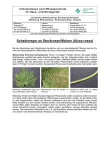 Stockrosen - Landwirtschaftskammer Schleswig