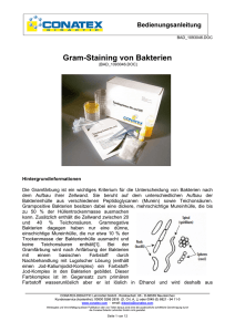 Gram-Staining von Bakterien