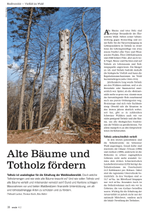 Alte Bäume und Totholz fördern