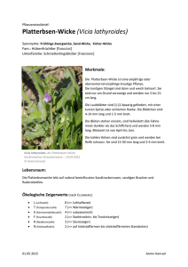 Platterbsen-Wicke (Vicia lathyroides)
