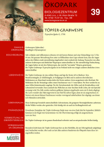 Töpfer-Grabwespe - Oberösterreichisches Landesmuseum