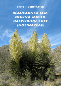 beaucarnea Lem. Nolina Michx. Dasylirion Zucc