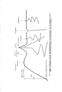 Fig . 2 . Idealer Durchschnitt durch ein e Mangroveschlammban k mit