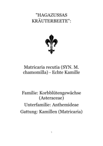 Hagazussas Kräuterbeete - Die Macht der politischen Entscheidung