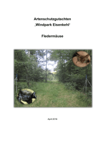 Windpark Eisenkehl` Fledermäuse