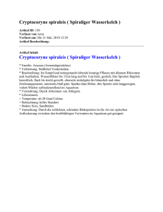 Cryptocoryne spiraleis ( Spiraliger Wasserkelch ) Artikel ID: 150