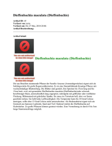 Dieffenbachia maculata (Dieffenbachie) Artikel ID: 45 Verfasst von