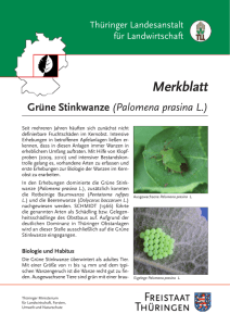 Grüne Stinkwanze (Palomena prasina L.)