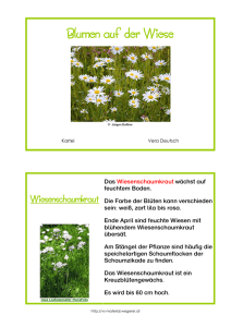 Blumen auf der Wiese