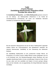 (Tracht) Pflanzen Zweiblättrige Waldhyazinthe Platanthera bifolia