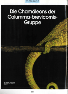 PFLEGE/ZUCHT Die Chamäleons der Calumma-brevicornis