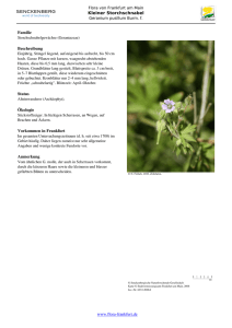 Geranium pusillum Burm. f. Kleiner Storchschnabel