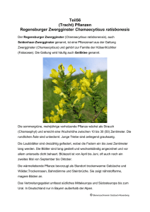 Teil56 (Tracht) Pflanzen Regensburger Zwergginster