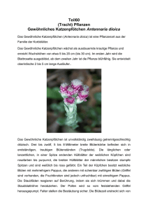 (Tracht) Pflanzen Gewöhnliches Katzenpfötchen Antennaria dioica