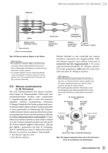 Nervus oculomotorius (= III. Hirnnerv) - Medi