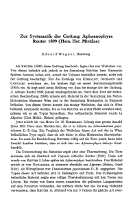 Zur Systematik der Gattung Aphaenophyes Reuter 1899 (Hem. Het