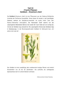 Teil119 (Tracht) Pflanzen Goldlack – Erysimum cheiri