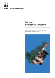 Borneo: Schatzinsel in Gefahr