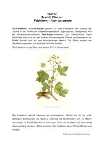 Teil117 (Tracht) Pflanzen Feldahorn – Acer campestre