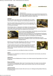 Binturong - Kindernetz