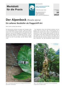 Der Alpenbock (Rosalia alpina)
