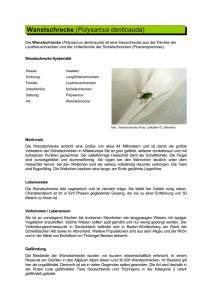 Wanstschrecke (Polysarcus denticauda)