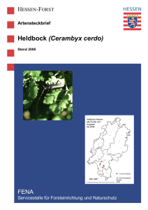 Heldbock (Cerambyx cerdo) - Hessen
