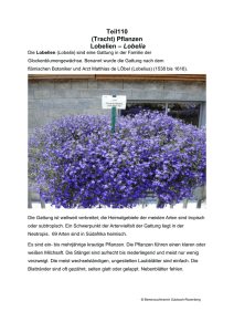 Teil110 (Tracht) Pflanzen Lobelien – Lobelia
