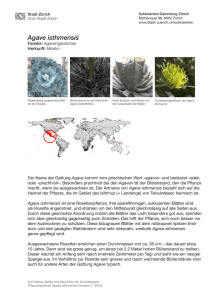 Pflanzenportraits (PDF, 12 Seiten, 565 KB)