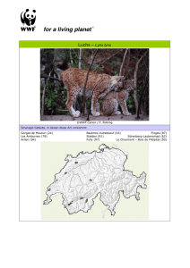 Luchs – Lynx lynx