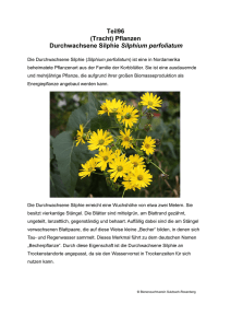 Teil96 (Tracht) Pflanzen Durchwachsene Silphie Silphium perfoliatum