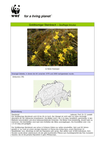 Goldblumiger Steinbrech – Saxifraga hirculus