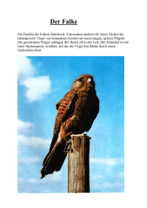 Der Falke Die Familie der Falken (lateinisch: Falconidae) umfasst 60