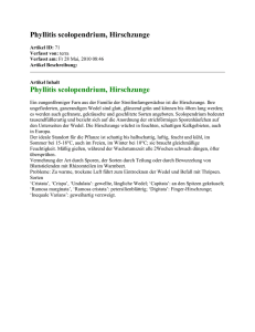 Phyllitis scolopendrium, Hirschzunge Artikel ID: 71 Verfasst von
