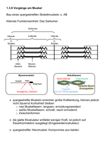 1.3.8 Vorgänge am Muskel Bau eines quergestreiften Skelettm