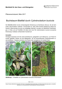 Buchsbaum-Blattfall durch Cylindrocladium buxicola 2017