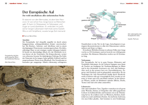 Der Europäische Aal