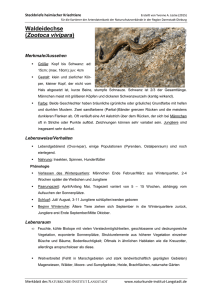 Waldeidechse (Zootoca vivipara) - Naturkunde