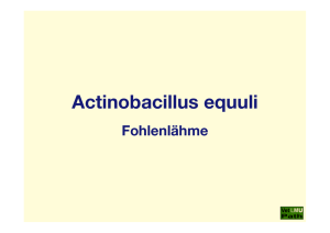 53_Actinobacillus_equuli