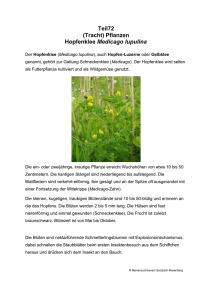 Teil72 (Tracht) Pflanzen Hopfenklee Medicago lupulina