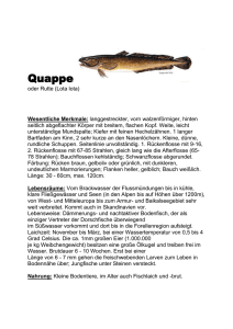 Quappe - 1. Wiener Fischereimuseum