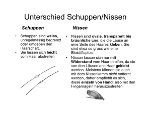 Unterschied Schuppen/Nissen