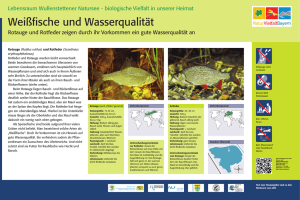 Lebensraum Wullenstettener Natursee - biologische - LBV Neu-Ulm