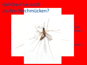"Stechmücken (Culicidae)